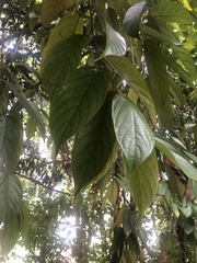 Shorea balanocarpoides