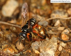 Palarus variegatus varius