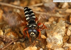 Palarus variegatus varius