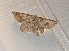 Euchlaena deplanaria