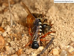 Palarus variegatus varius