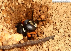 Palarus variegatus varius