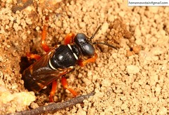 Palarus variegatus varius