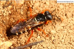 Palarus variegatus varius