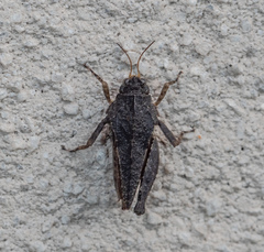 Paratettix argillaceus