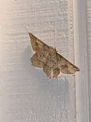 Euchlaena deplanaria