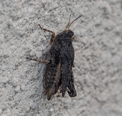 Paratettix argillaceus