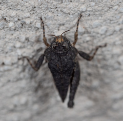 Paratettix argillaceus