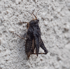 Paratettix argillaceus