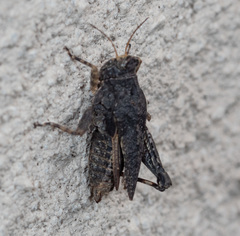 Paratettix argillaceus