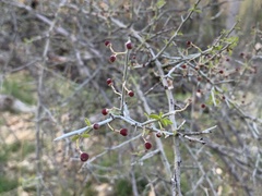 Sarcomphalus obtusifolius canescens