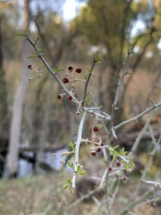 Sarcomphalus obtusifolius canescens