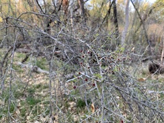 Sarcomphalus obtusifolius canescens