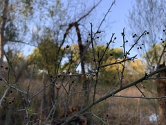 Sarcomphalus obtusifolius canescens