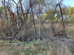 Sarcomphalus obtusifolius canescens