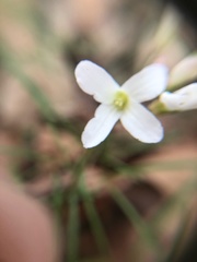 Cardamine dissecta