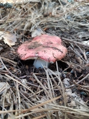 Russula