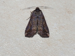 Lophoptera hemithyris