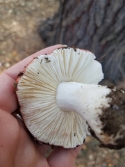 Russula