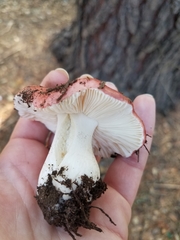Russula
