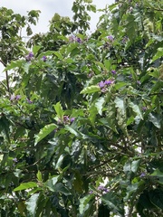Solanum sycophanta