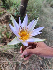 Nymphaea