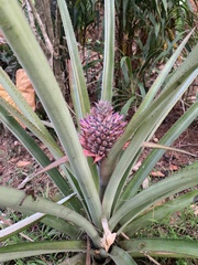 Ananas