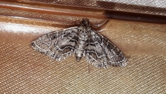 Oligostigmoides
