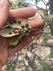 Sphaeroteras pulchripennis