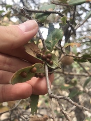 Sphaeroteras pulchripennis