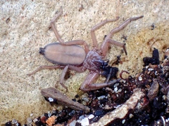 Trochanteriidae