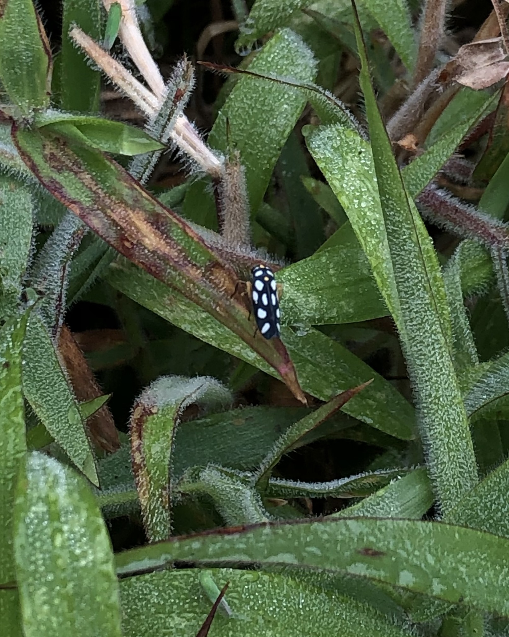 Cicadellini image