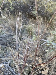 Eriogonum racemosum