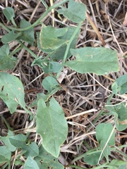 Convolvulus