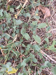 Convolvulus