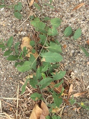 Convolvulus