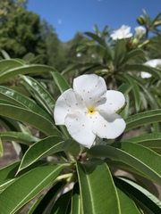 Pachypodium lamerei image