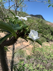 Pachypodium lamerei image