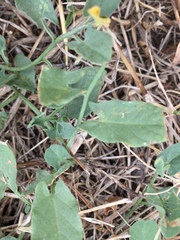 Convolvulus