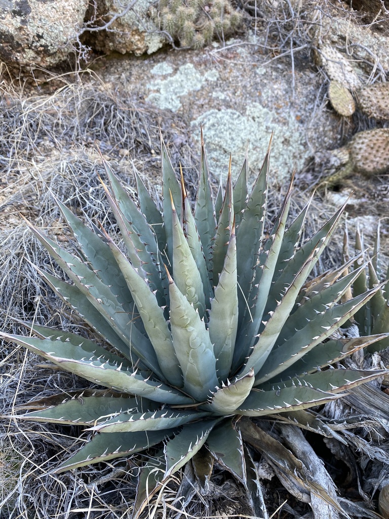 Agave mckelveyana, Mohave County, US-AZ, US