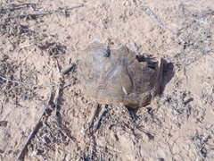 Kinosternon arizonense