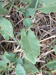 Convolvulus