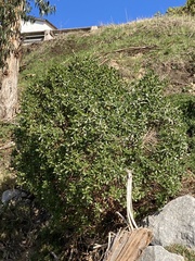 Coprosma repens