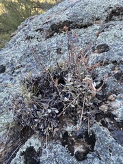Eriogonum arcuatum