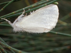 Euproctis melanosoma