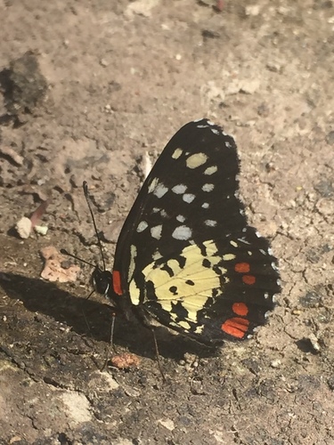 Erodyle Checkerspot