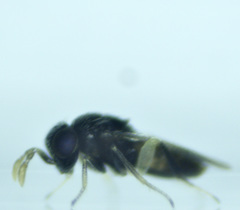 Aphelinidae