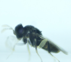 Aphelinidae