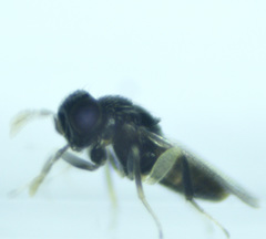 Aphelinidae