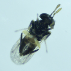 Aphelinidae